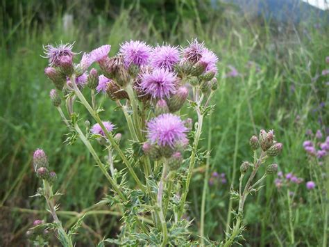 Canada thistle - Invasive Species Council of British Columbia