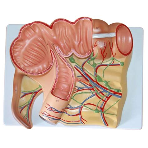 Ileum Anatomy - Anatomy Reading Source