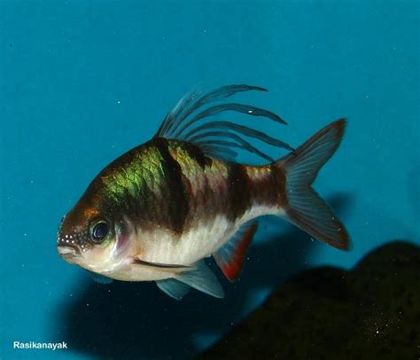 Dawkinsia tambraparniei – ‘Arulius’ Barb (Puntius tambraparniei ...