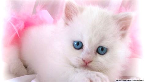 Cute Pink Kittens Wallpapers - Wallpaper Cave