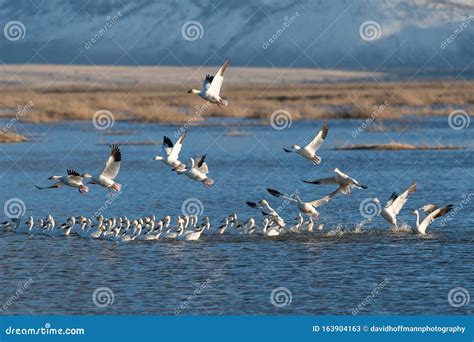 Snow Geese Migration stock image. Image of flock, migrating - 163904163