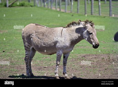 Zebra donkey zebroid hi-res stock photography and images - Alamy