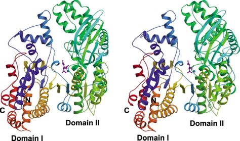 Structure of the Monomeric Isocitrate Dehydrogenase: Structure