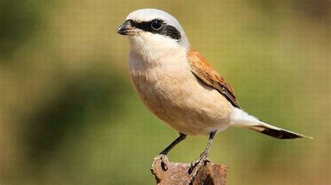 Brown Shrike - Desktop Wallpapers, Phone Wallpaper, PFP, Gifs, and More!