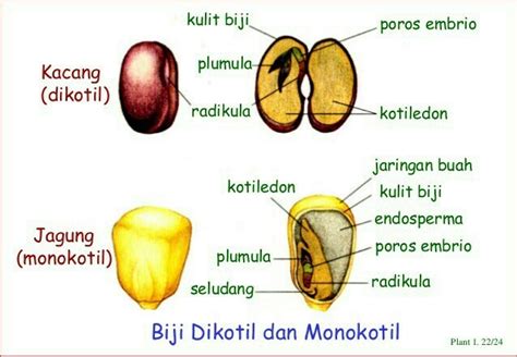 Struktur Biji Monokotil Dan Dikotil – bintangutama69.github.io