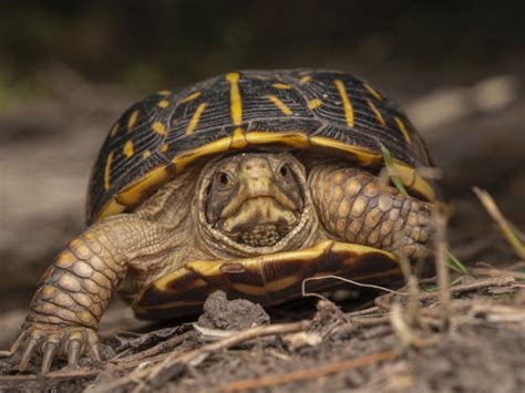 Western Box Turtle – Pajarito Environmental Education Center