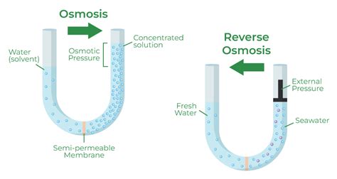 What Is Osmosis? Definition, Types, Osmotic Pressure & Significance