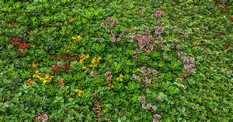 How Do Green Roof Plants Survive?