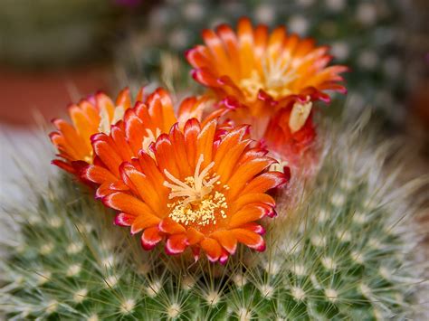 Free Images : nature, prickly, petal, bloom, orange, botany, close, flora, arizona ...