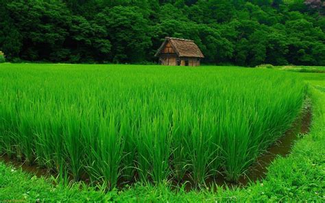 Rice Field Wallpapers - Wallpaper Cave