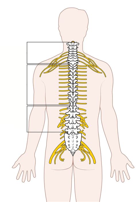 Tarlov cyst: All you need to know about treatment