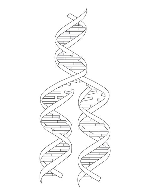 Explore the Building Blocks of Life with DNA Coloring Pages