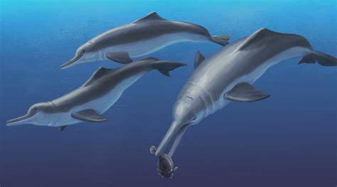 Fossil Specimen Reveals a New Species of Ancient River Dolphin | Smithsonian Insider