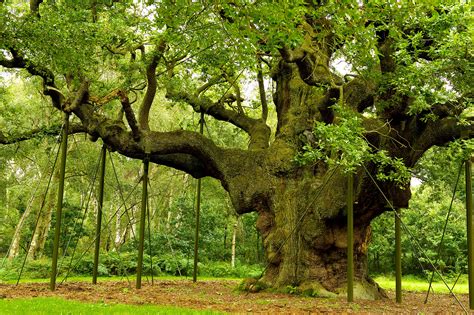 Sherwood Forest, Nottinghamshire: The story of Robin Hood's woods - Country Life