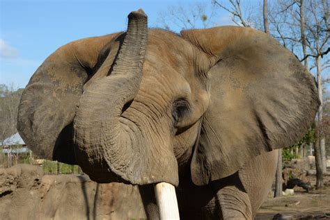 About Us | Birmingham Zoo