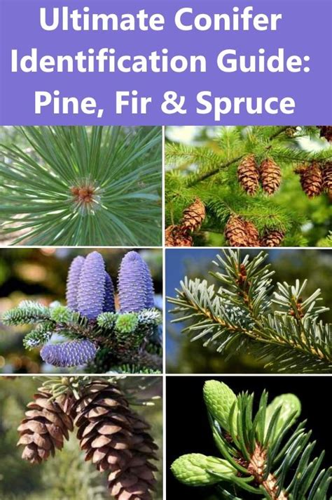 Ultimate Conifer Identification Guide: Pine, Fir, and Spruce in 2021 ...