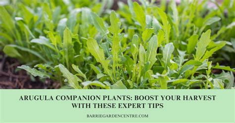 Arugula Companion Plants: Boost Your Harvest with These Expert Tips