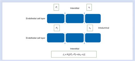 Classic Starling equation with net efflux of fluid to the interstitial... | Download Scientific ...