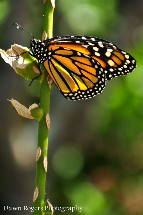 Butterfly House at Naples Botanical Garden, FL | Butterfly house ...