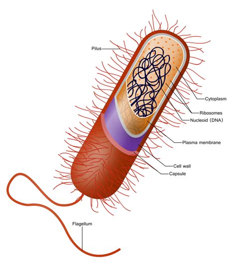 How Major Types of Antibiotics Work and Facts About Arylomycins | Owlcation