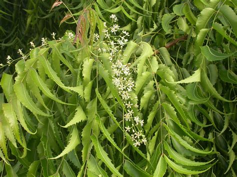 Barbados Flora & Fauna: Neem Trees (Azadirachta indica)