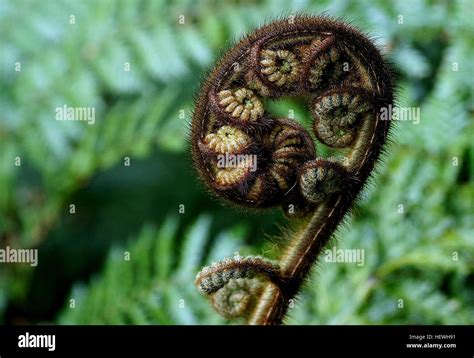 The koru, which is often used in Māori art as a symbol of creation, is ...