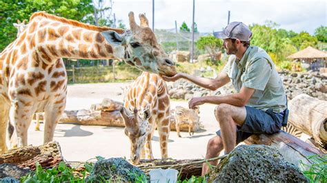 Get Involved | Sponsor, Volunteer, Work or Donate to Auckland Zoo