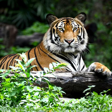 Fünfzig Klassisch Antagonisieren tiger fotografie Traurig Gebet Sich ...