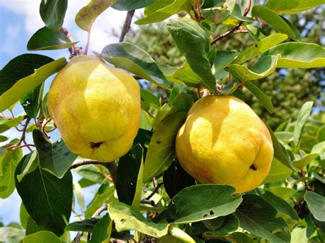 What Is Quince Fruit: Learn About Growing Quince Trees