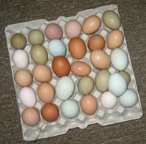 Pin by Ella on Höns | Chickens backyard, Urban chickens, Easter eggers