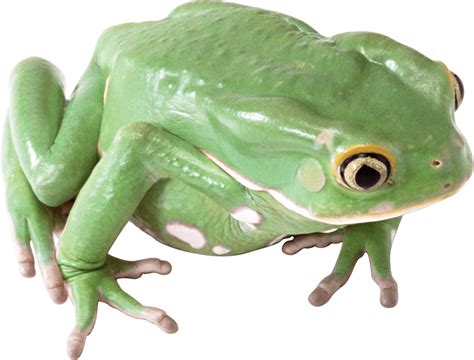 green frog PNG Image - PurePNG | Free transparent CC0 PNG Image Library