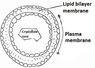 Peroxisome - Definition, Structure and Function