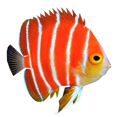 Angelfish PNG Transparent Images | PNG All