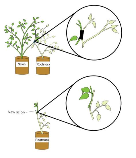 Grafting Types, Approach Grafting