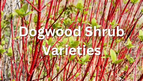 16 Best Dogwood Shrub Varieties for Landscaping & Wildlife - Rennie Orchards