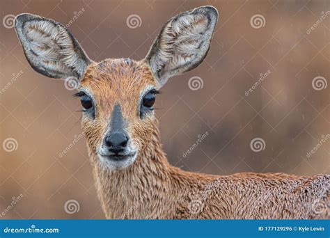 Steenbok Antelope in the Rain. Stock Photo - Image of kruger, rain ...