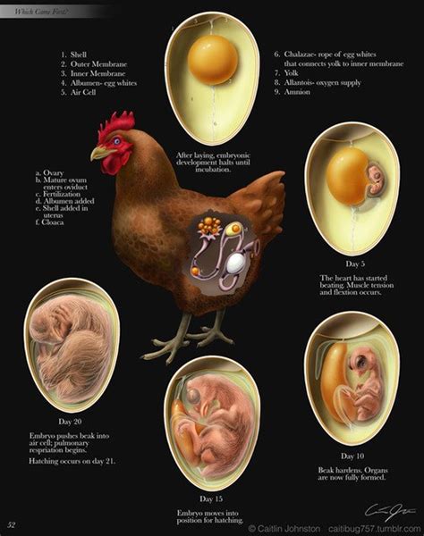 Chicken Women: The Embryonic Cycle of a Chicken - Day #4