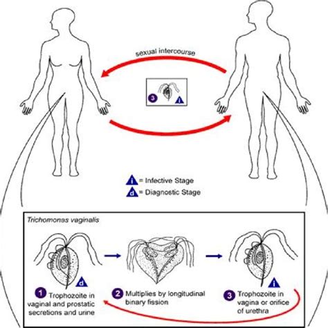 (PDF) Trichomonas vaginalis: Complications and Treatment