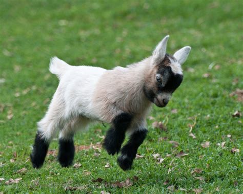 cute baby pygmy goats