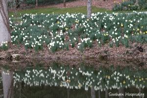 Spring at Gibbs Gardens: the Daffodils - Southern Hospitality