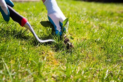 Weed Control FAQs: How Do You Kill Weeds and Not Grass? | Weed-A-Way Lawn Care