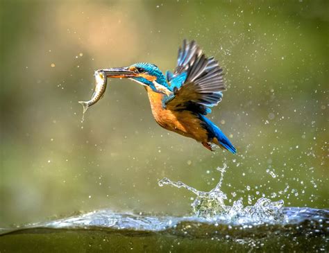 Diving birds face a greater risk of extinction - Earth.com