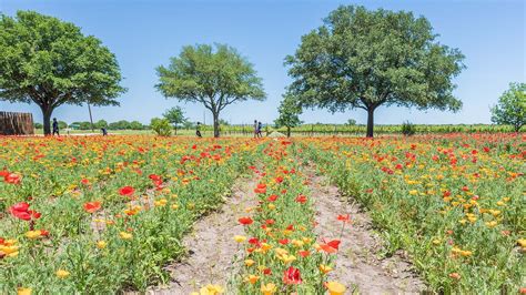 Texas wildflowers: Where to see the best blooms this spring - Tripadvisor