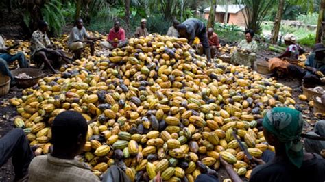 Galamsey Is Biggest Threat Confronting Cocoa Farmers