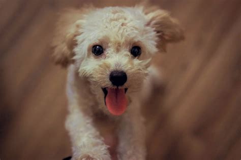 Free photo: Cream Toy Poodle - Adorable, Little, White - Free Download ...