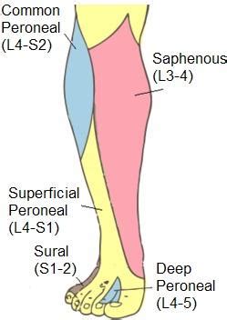 Deep Peroneal Nerve - Anatomy - Orthobullets