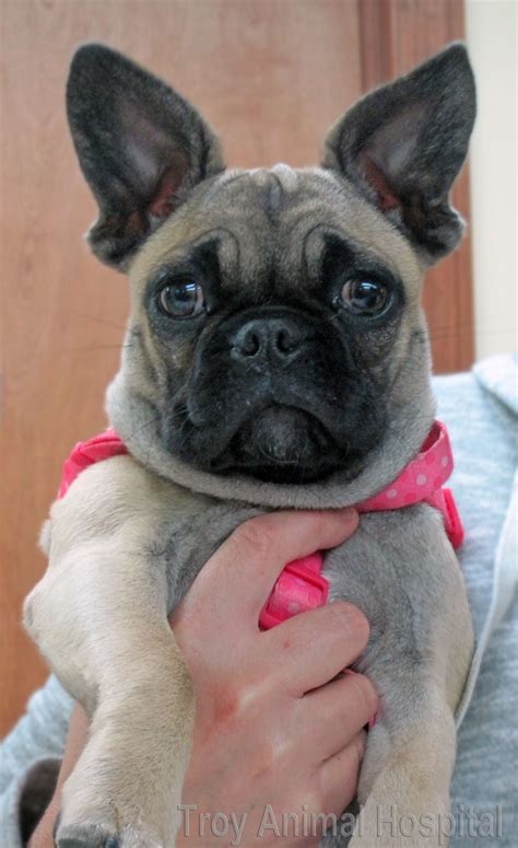 Pug + French Bulldog = overwhelming cuteness. This is Lexi. | French bulldog pug mix, Pugs funny ...