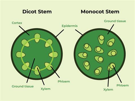 Monocot Stem Labelled Diagram