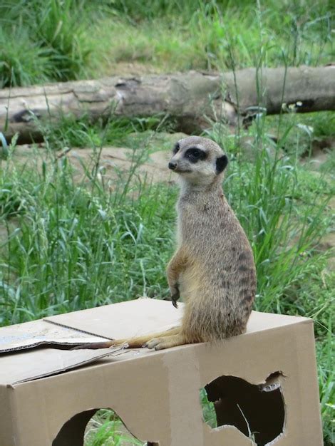 Premium Photo | Meerkat on cardboard box