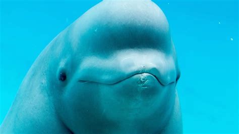 What Do Beluga Whales Eat - Beluga Whale Diet Facts - SciQuest